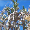 Dendrocereus_nudiflorus